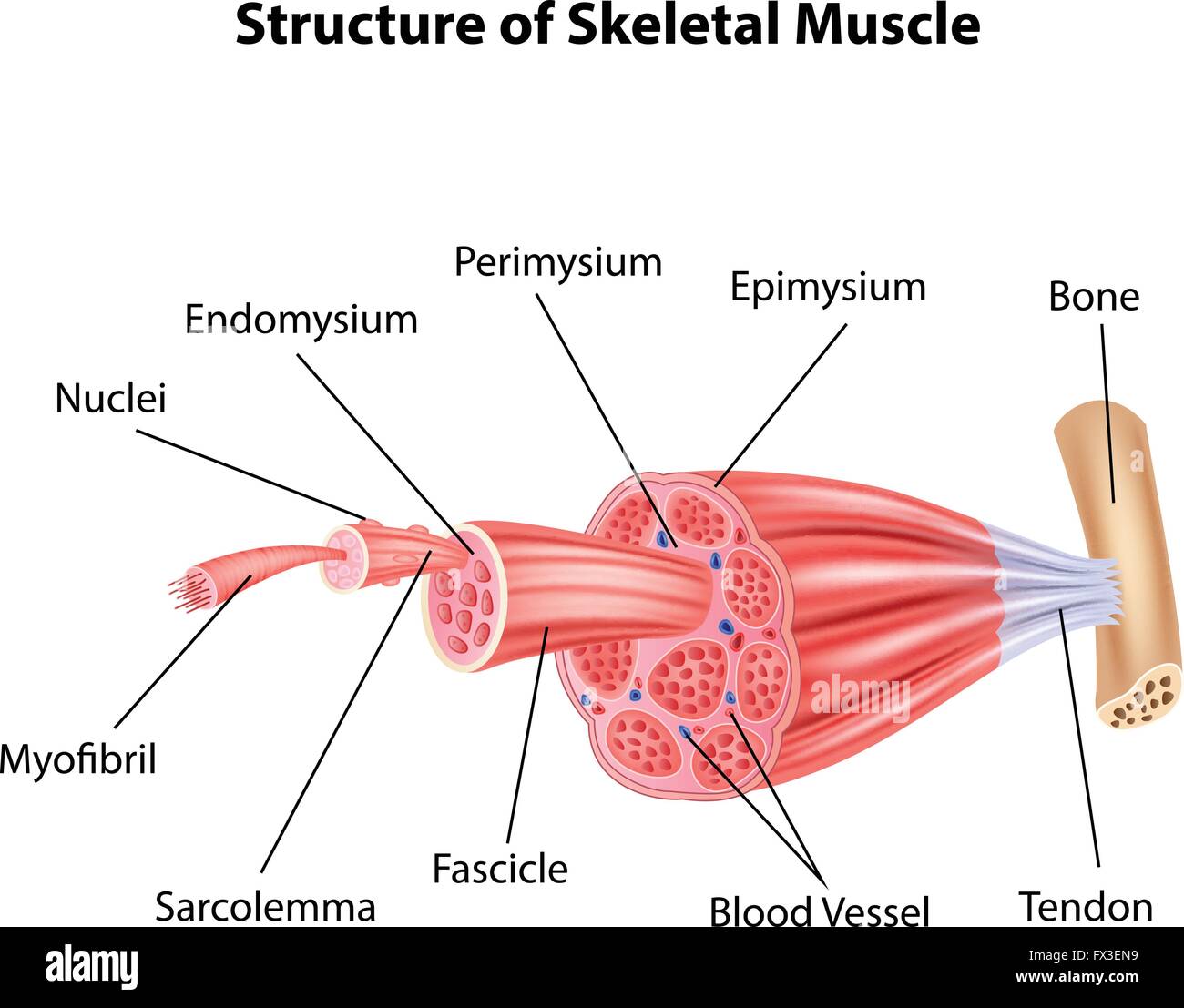 Illustrazione della struttura del muscolo scheletrico anatomia Illustrazione Vettoriale