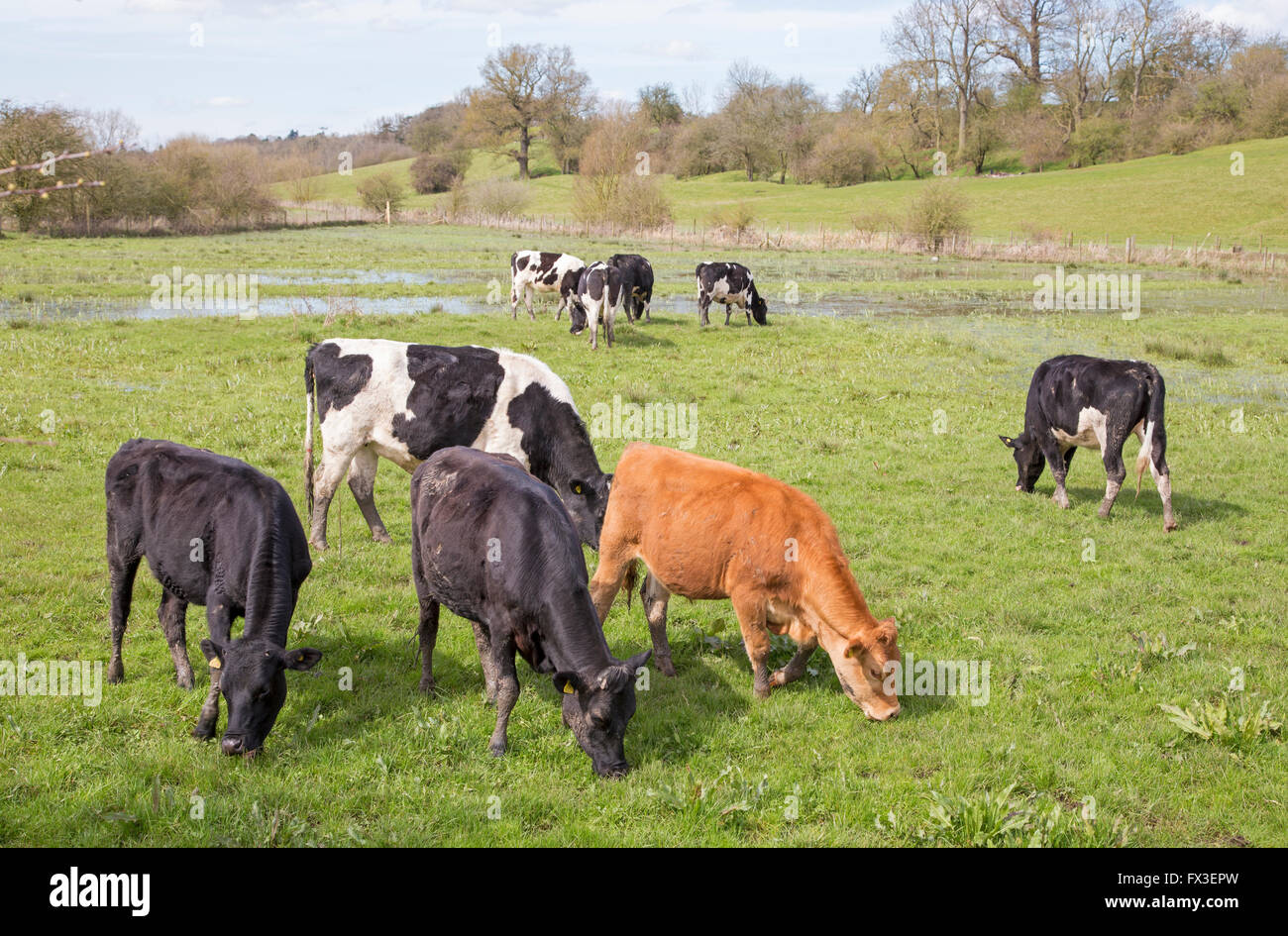 Il pascolo di bestiame sui prati di acqua, England, Regno Unito Foto Stock