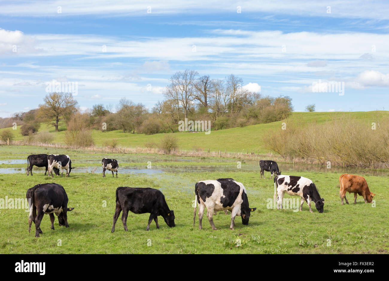 Il pascolo di bestiame sui prati di acqua, England, Regno Unito Foto Stock