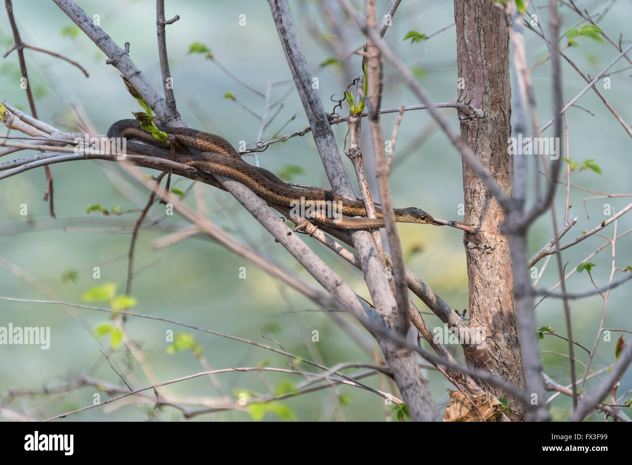 Common Garter snake attende pazientemente ancora in un cespuglio vicino al bordo d'acqua sul fiume Niagara. Foto Stock