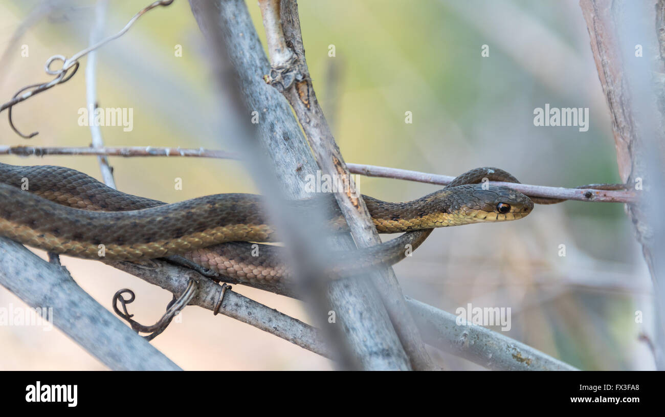 Common Garter snake attende pazientemente ancora in un cespuglio vicino al bordo d'acqua sul fiume Niagara. Foto Stock