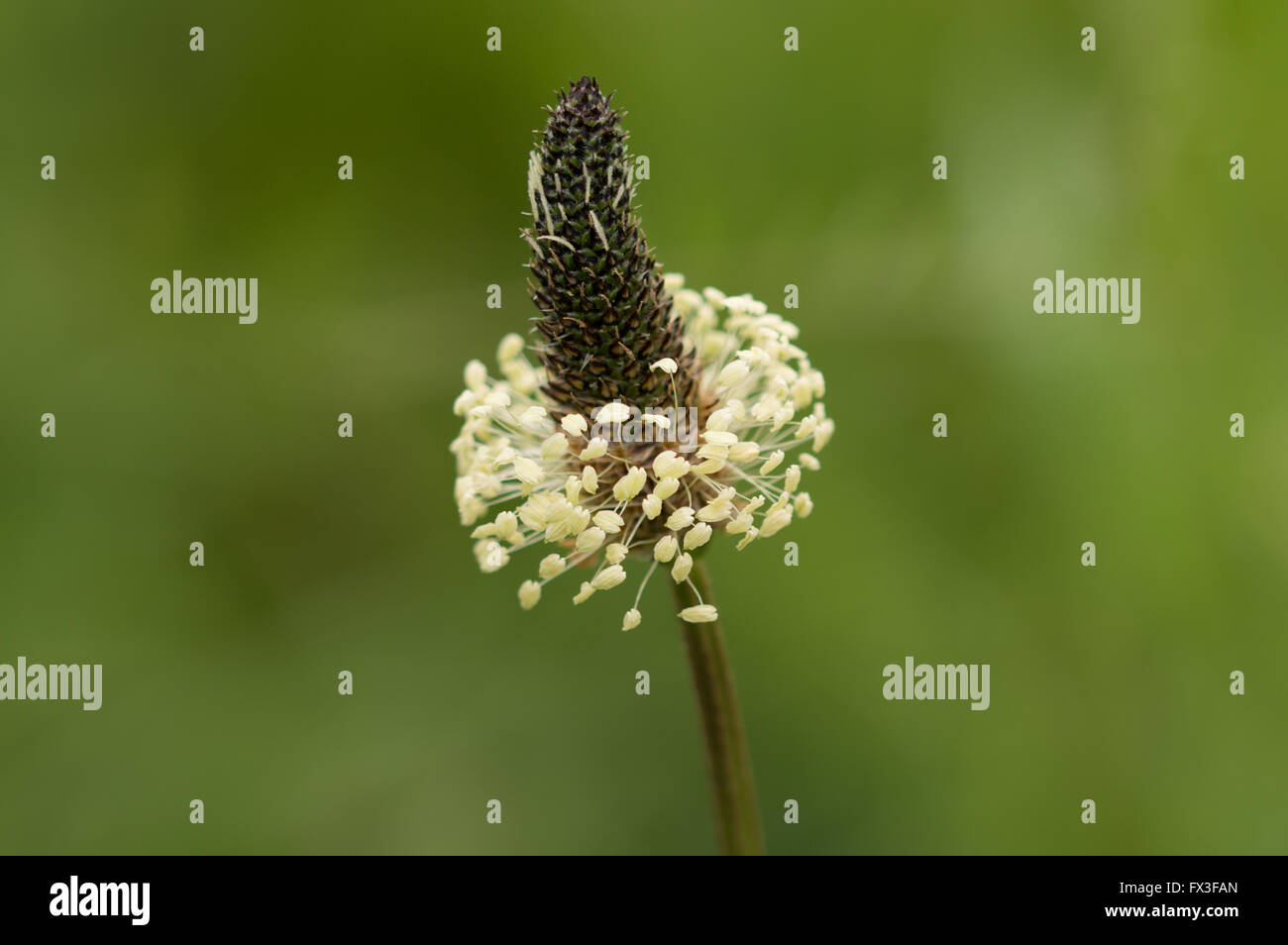 Una inquadratura ravvicinata di un Ribwort piantaggine (Planzago lanceolata). Foto Stock