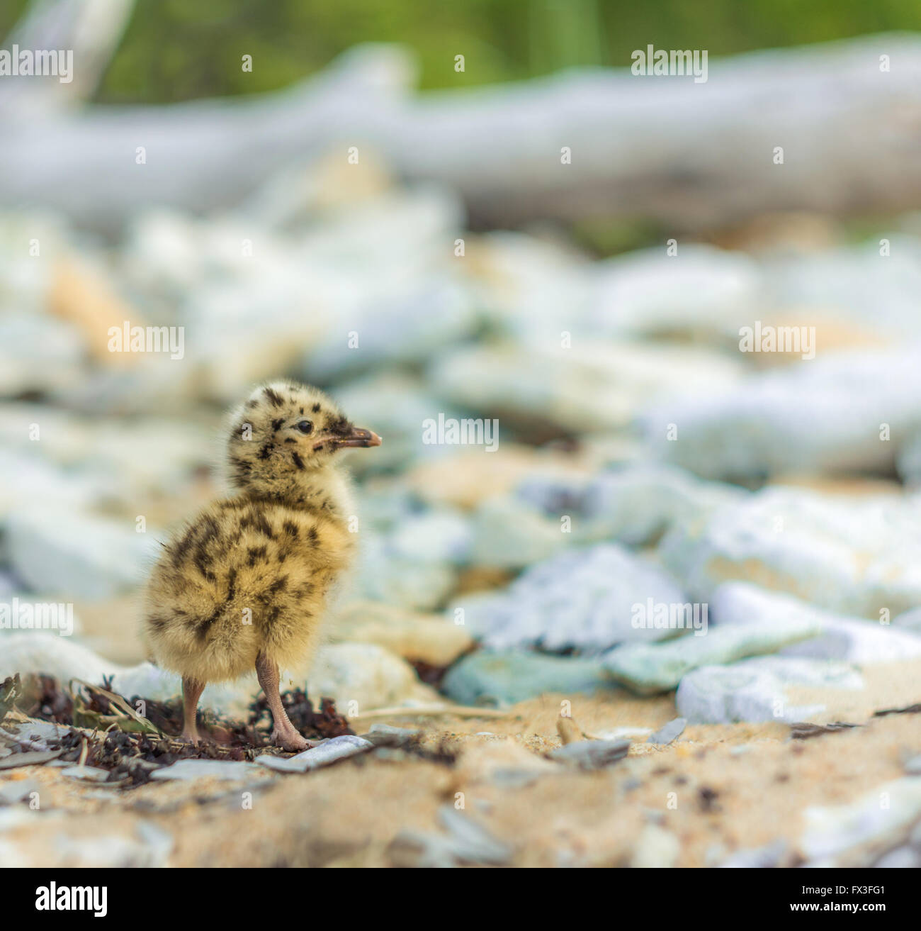 Gabbiani baby in riva al mare. Foto Stock