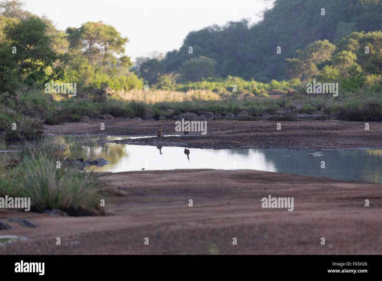 Macchia intorno a un asciugò il letto del fiume nel parco nazionale di Kruger Foto Stock