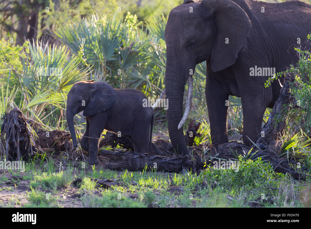Madre dell' elefante africano (Loxodonta africana) con il novellame di vitello Foto Stock