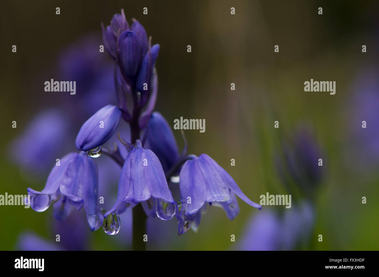 Comune (bluebell Hyacinthoides non scripta). Fioritura con goccioline di acqua hanging off fiori blu, in British woodland Foto Stock