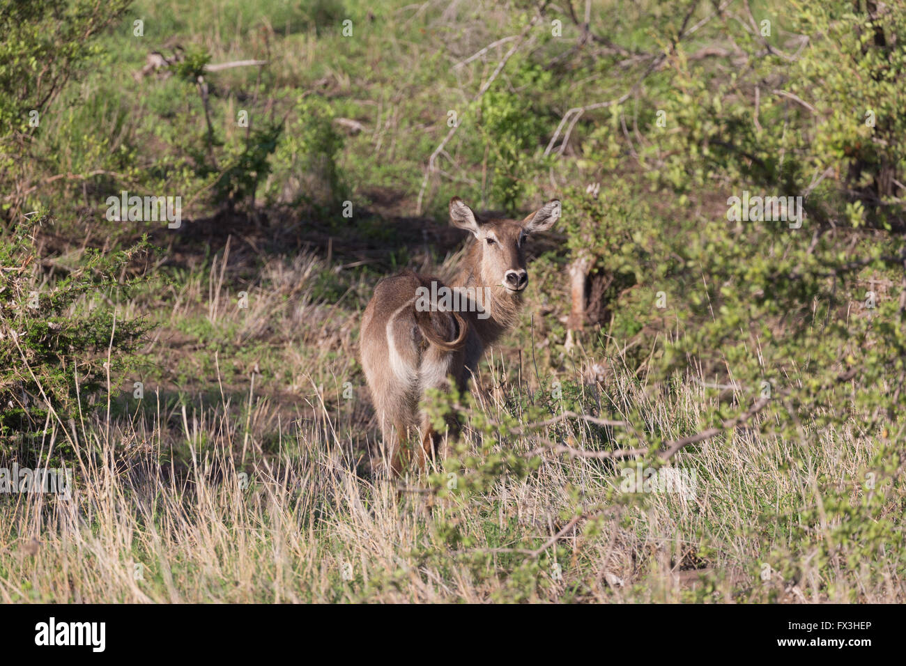 Comune warily waterbuck tenendo d'occhio. Foto Stock
