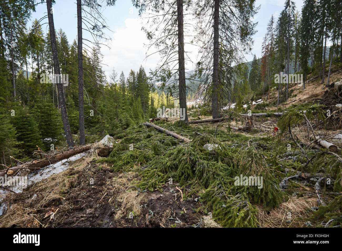 La deforestazione in Romania, in modo abusivo, taglio giù tutto foreste irresponsabilmente Foto Stock