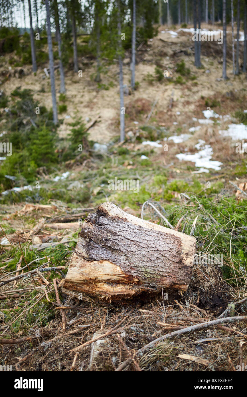 La deforestazione in Romania, in modo abusivo, taglio giù tutto foreste irresponsabilmente Foto Stock