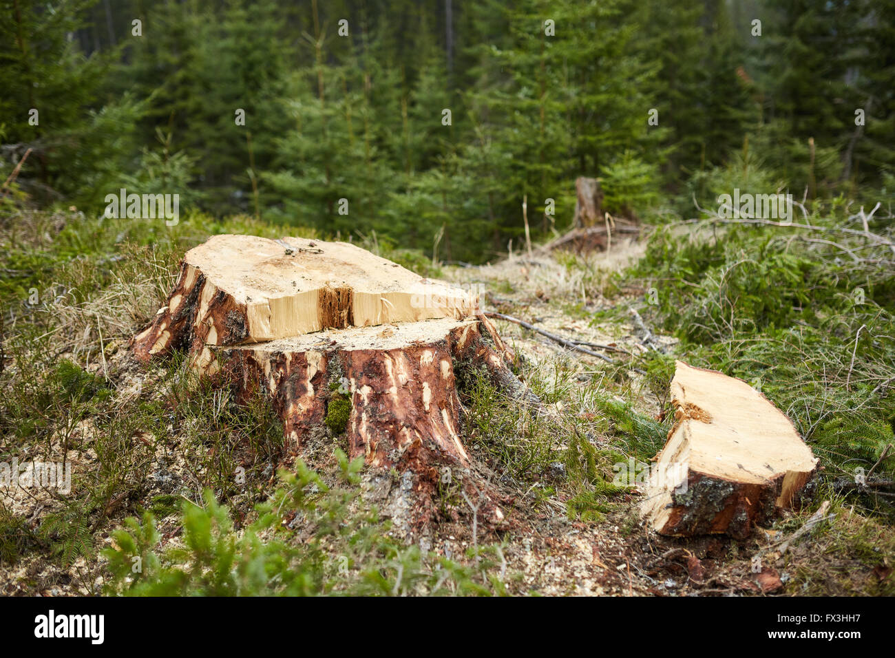 La deforestazione in Romania, in modo abusivo, taglio giù tutto foreste irresponsabilmente Foto Stock