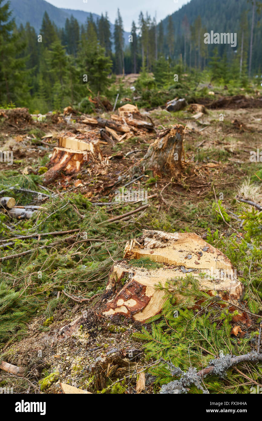 La deforestazione in Romania, in modo abusivo, taglio giù tutto foreste irresponsabilmente Foto Stock