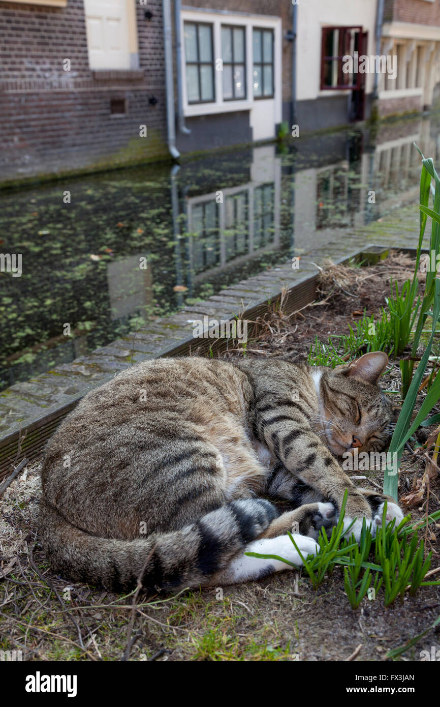 Gatto dorme vicino al canale di Delft, Olanda Foto Stock