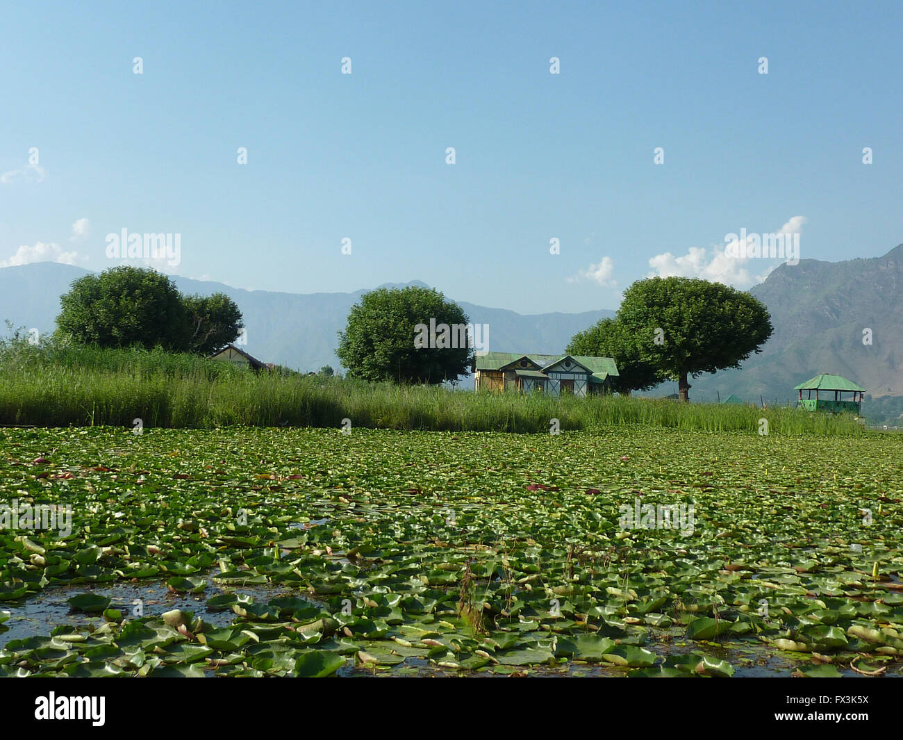 Chinar Char, dal lago, Srinagar Kashmir, India, una piccola isola nel mezzo di Dal lago con quattro (Char) alberi,sicomoro orientali Foto Stock