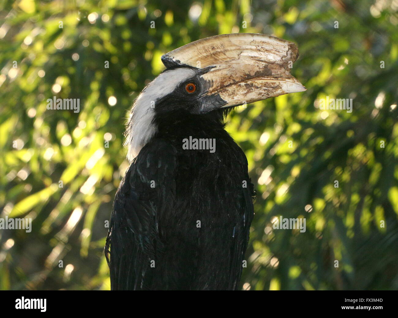 Voce maschile del Sudest Asiatico nero Malay hornbill (Anthracoceros malayanus) Foto Stock