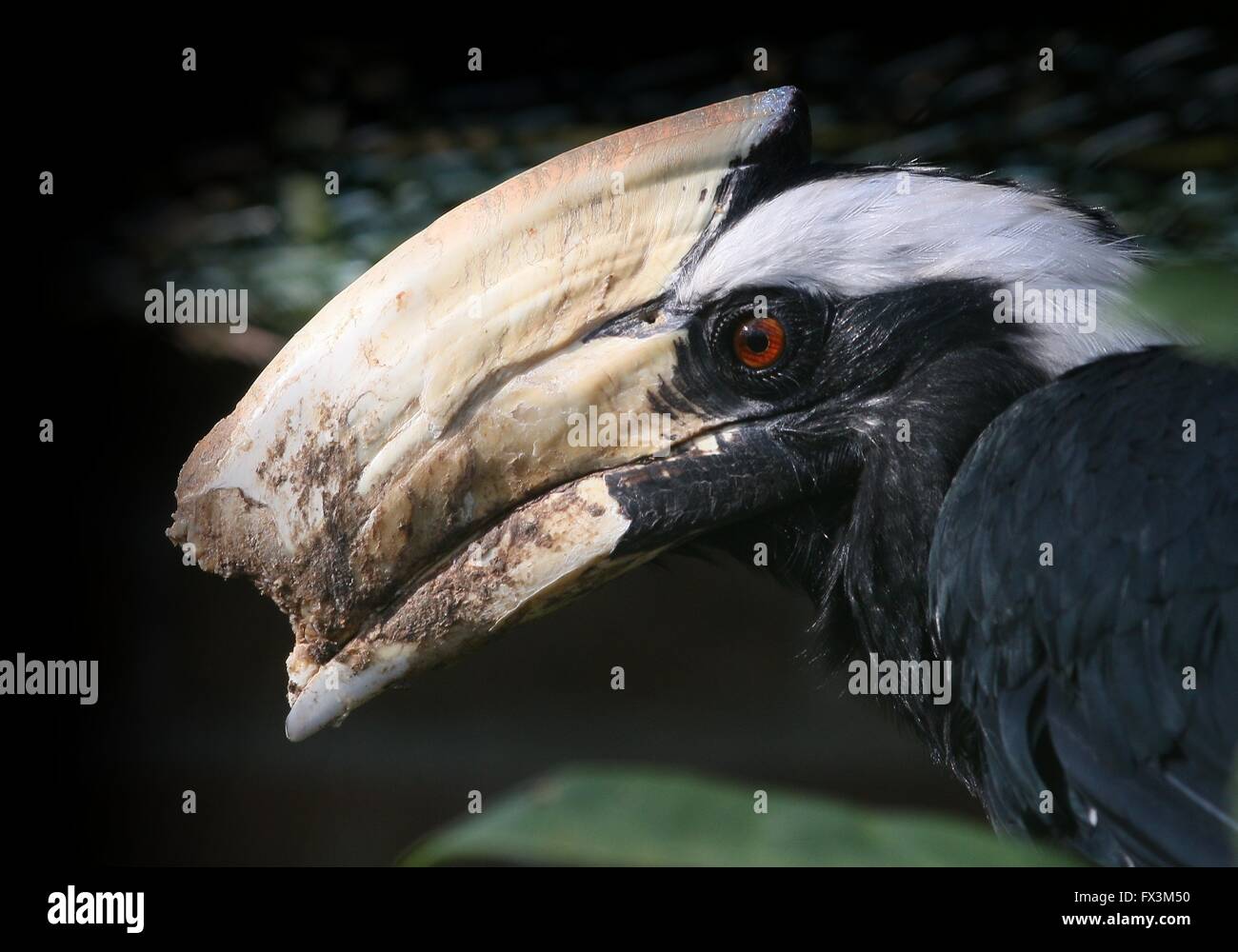 Voce maschile del Sudest Asiatico nero Malay hornbill (Anthracoceros malayanus) a Arnhem hamburger' Zoo, Paesi Bassi Foto Stock