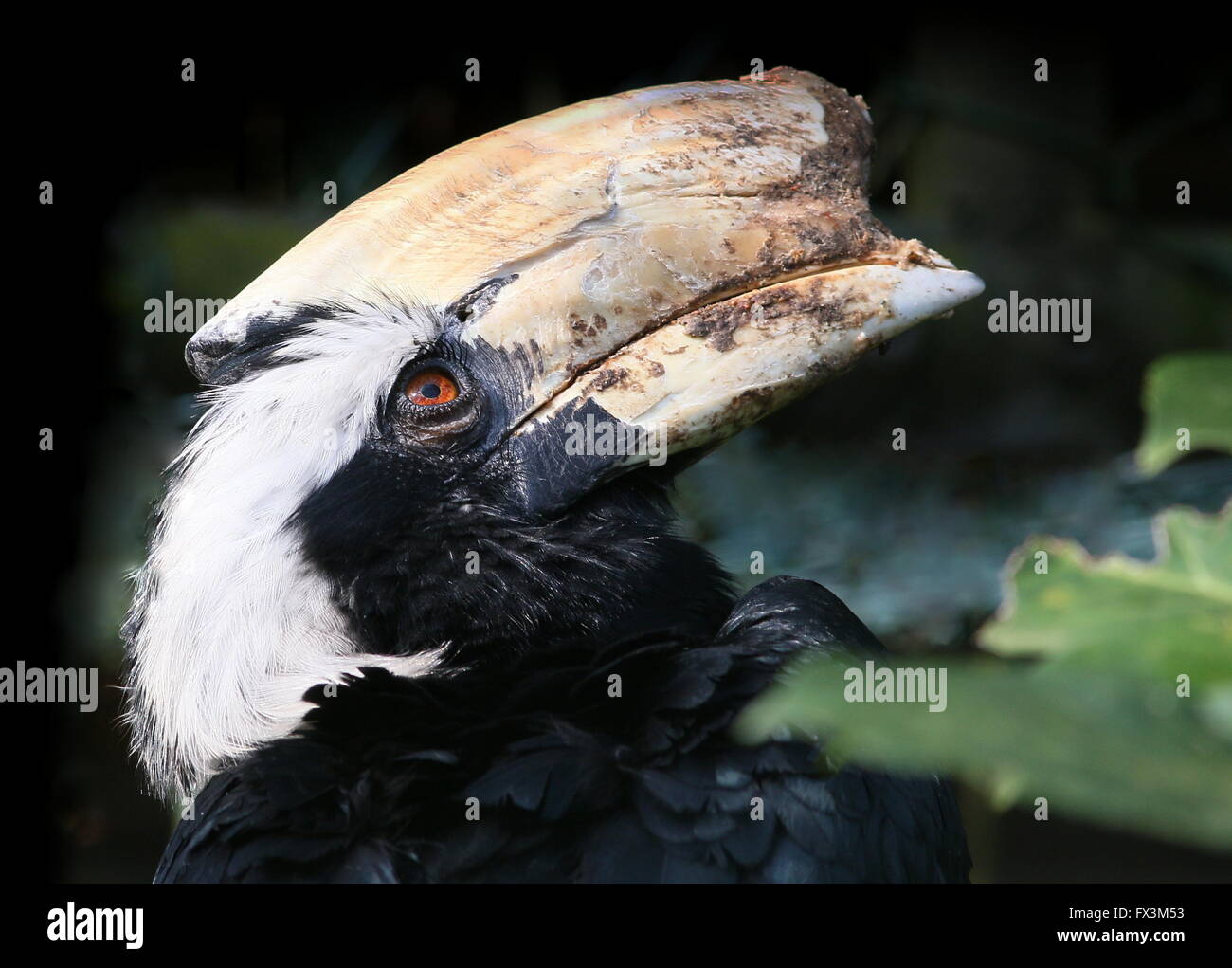 Voce maschile del Sudest Asiatico nero Malay hornbill (Anthracoceros malayanus) Foto Stock