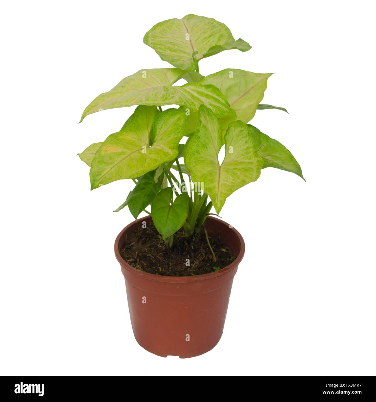Houseplant Syngonium isolati su sfondo bianco Foto Stock