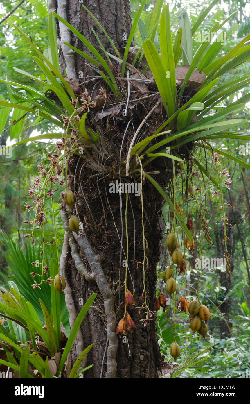 Cymbidium aloifolium orchidea selvatica in Thailandia Foto Stock