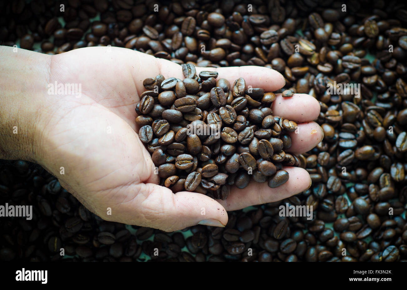 Chicchi di caffè tostati in mano Foto Stock