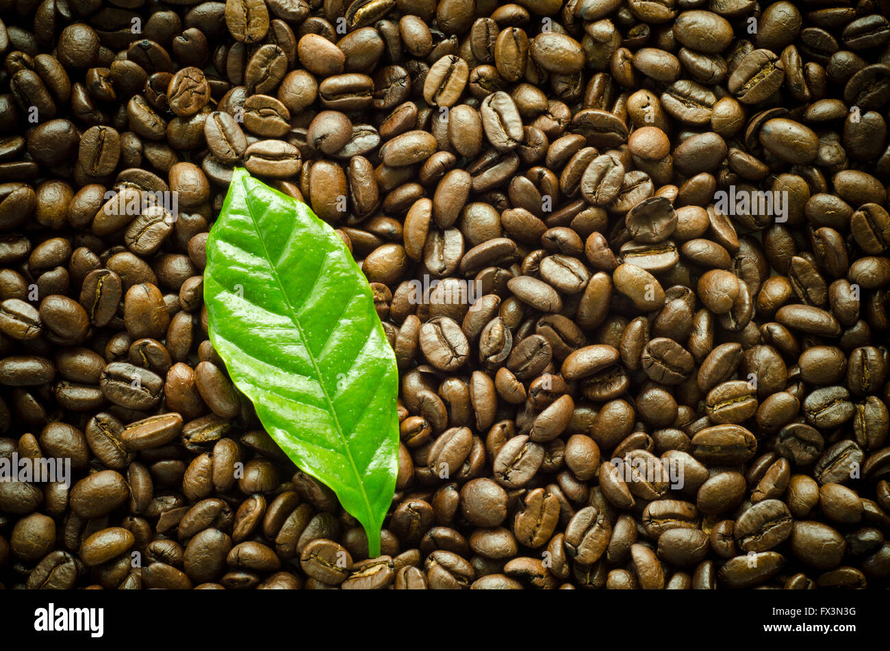 Chicchi di caffè tostati sfondo Foto Stock