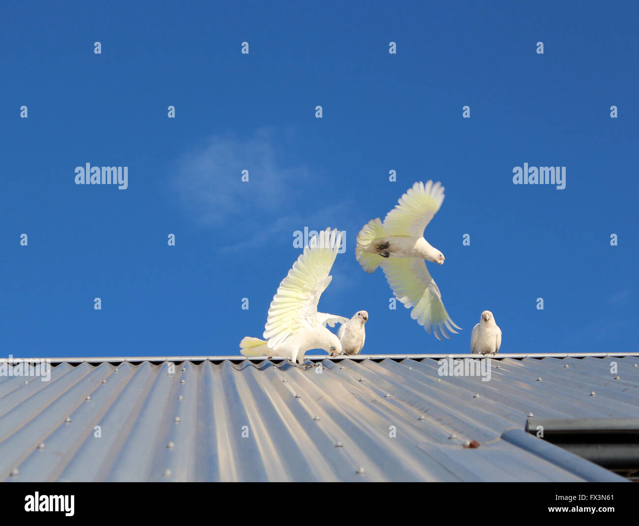 Bianco australiano corellas volare al di sopra di un ferro da stiro con tetto di casa a inizio autunno sono buffo e divertente . Foto Stock