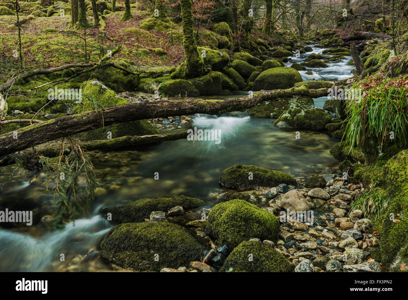 Fast ruscello che scorre nella foresta antica. Parco Nazionale di Dartmoor nel Devon, Regno Unito. Foto Stock