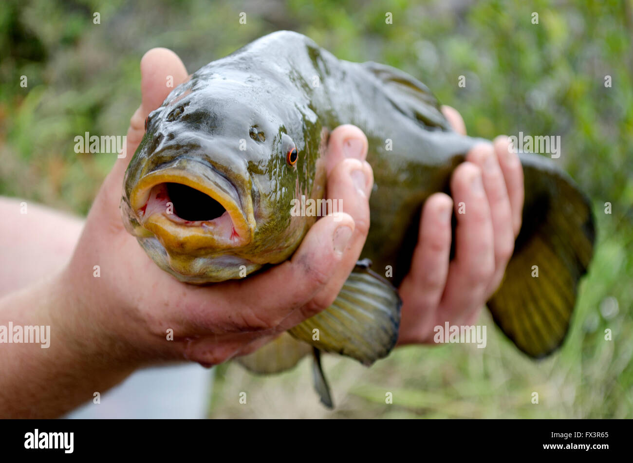 Carpa pesce detenuto presso un lago della Cornovaglia Foto Stock
