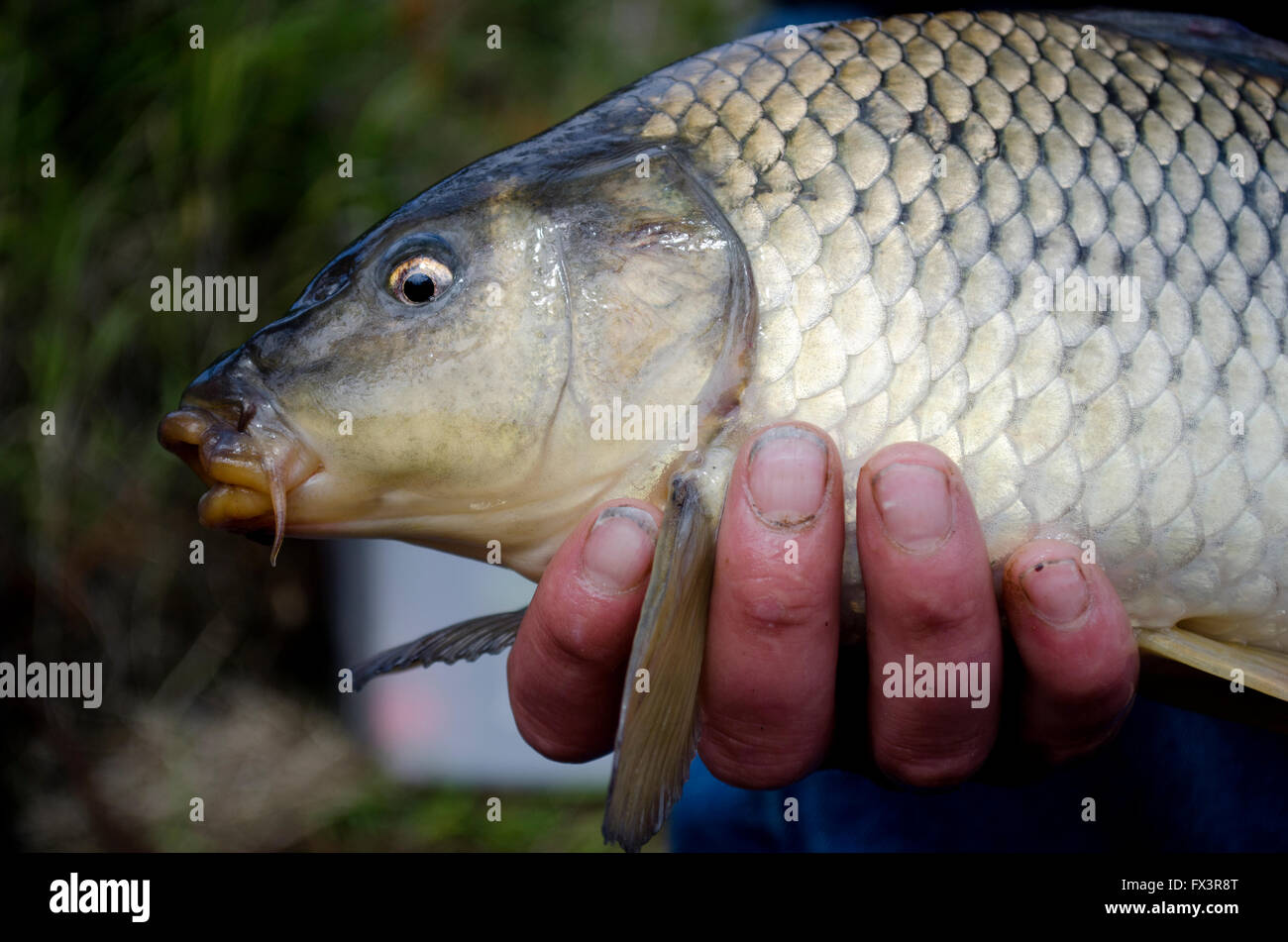 Carpa pesce pescato in Cornovaglia Foto Stock