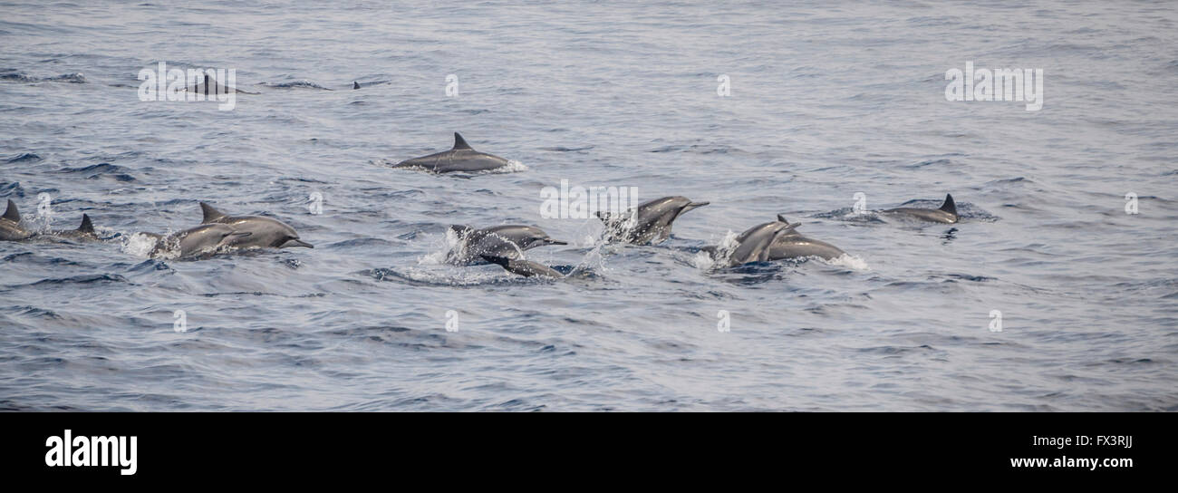 Gruppo di delfini nuotare nell'Oceano Indiano - Dolphin pod disattivare Sri Lanka Foto Stock