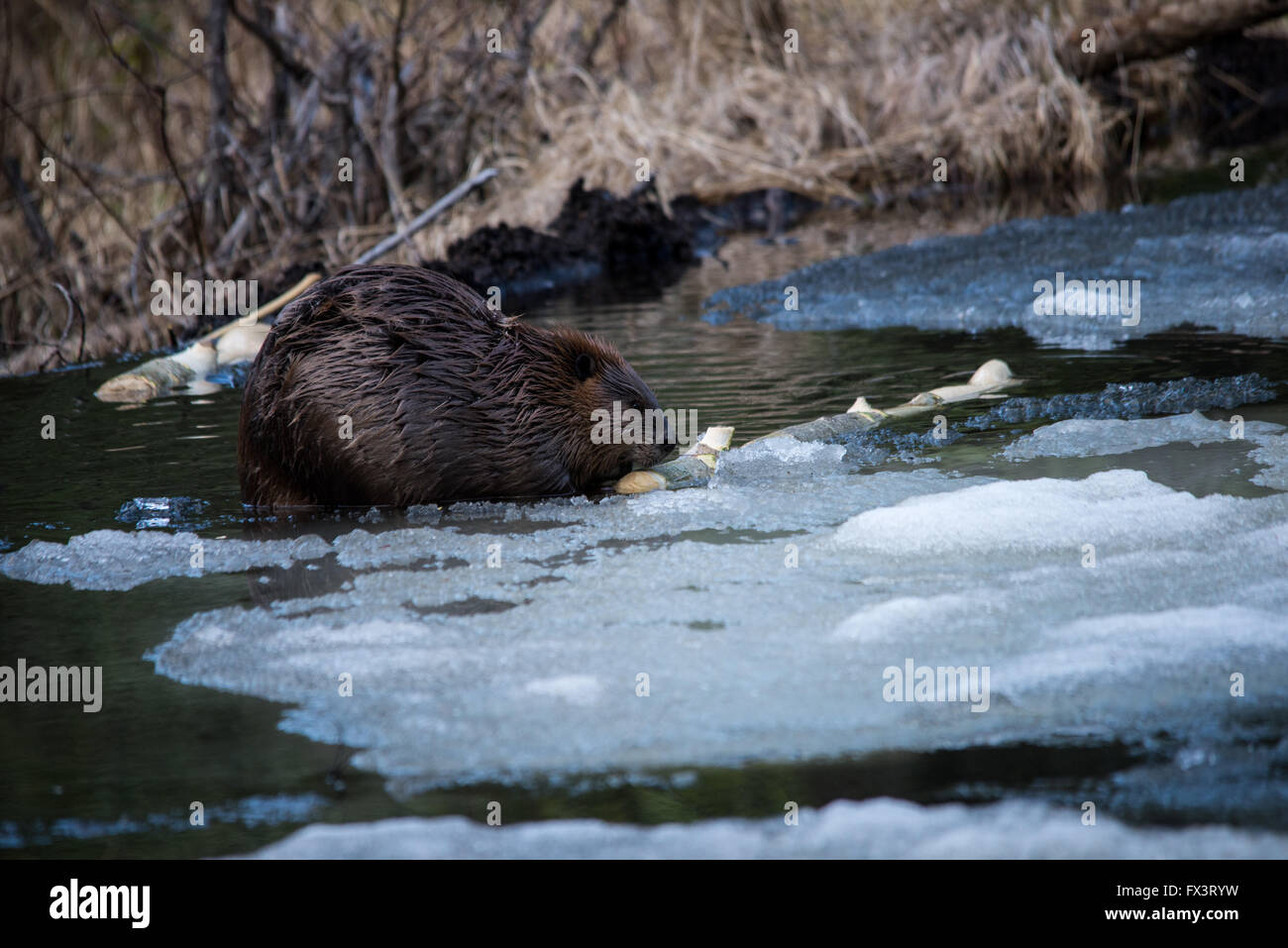 Un grande castoro pioppo mangiare corteccia su ghiaccio in un stagno di castoro Foto Stock