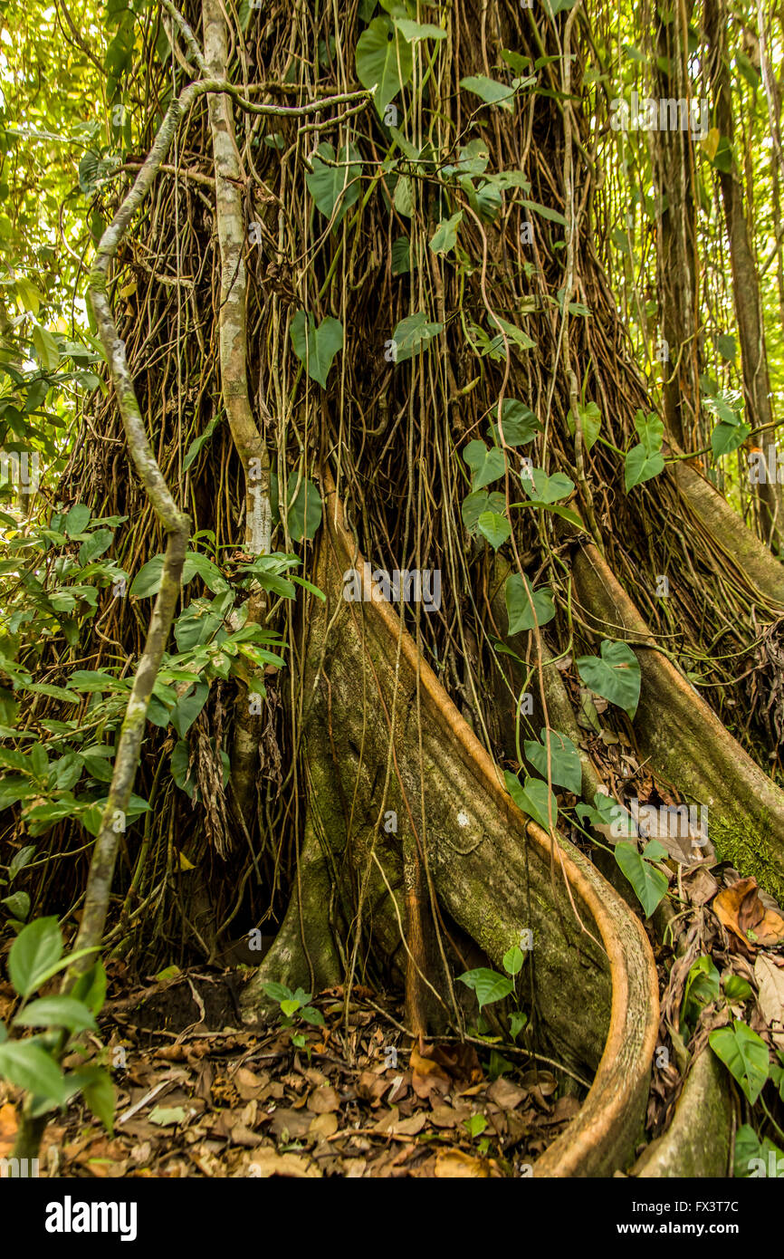 Ficus albero che cresce vicino al Pachira Lodge in Tortuguero, Costa Rica Foto Stock