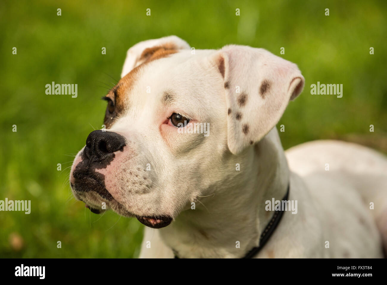Ritratto di Nikita, un boxer cucciolo, in Issaquah, Washington, Stati Uniti d'America Foto Stock