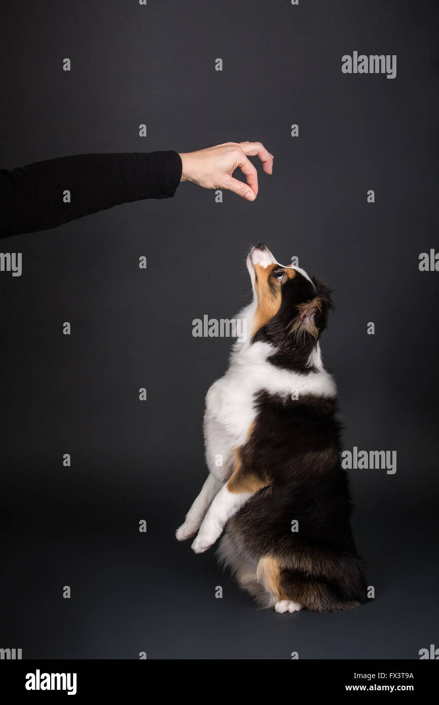 Miniatura (o) Giocattolo pastore australiano cucciolo di essere addestrato a saltare fino in Issaquah, Washington, Stati Uniti d'America Foto Stock