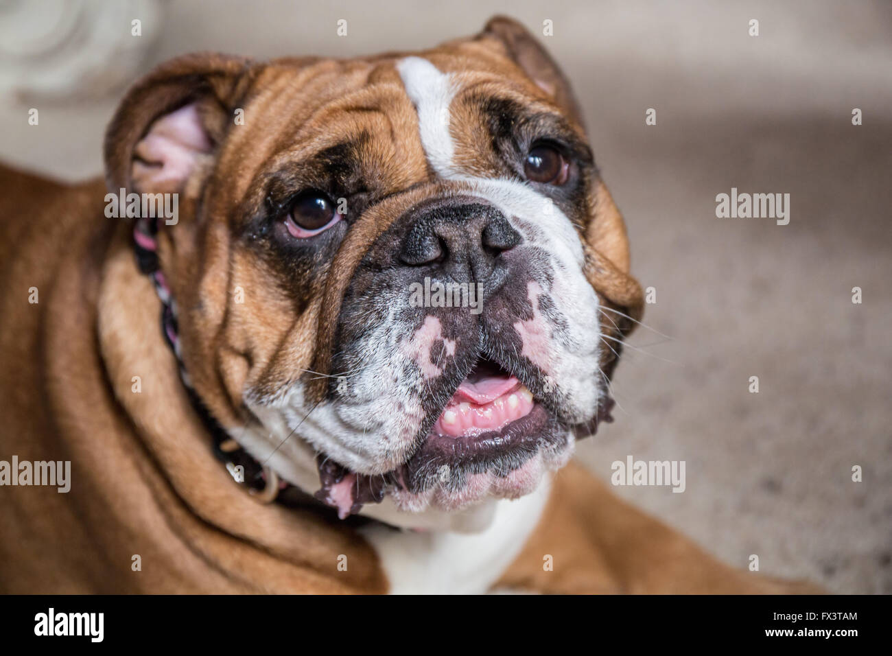 Tessa, il Bulldog inglese, appoggiato in Issaquah, Washington, Stati Uniti d'America Foto Stock