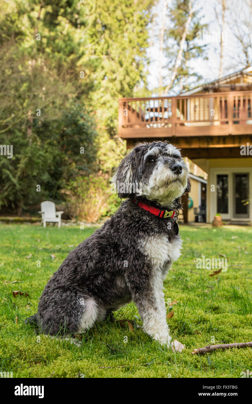 Cucciolo Schnoodle 'Junho' in posa il suo cantiere in Issaquah, Washington, Stati Uniti d'America Foto Stock