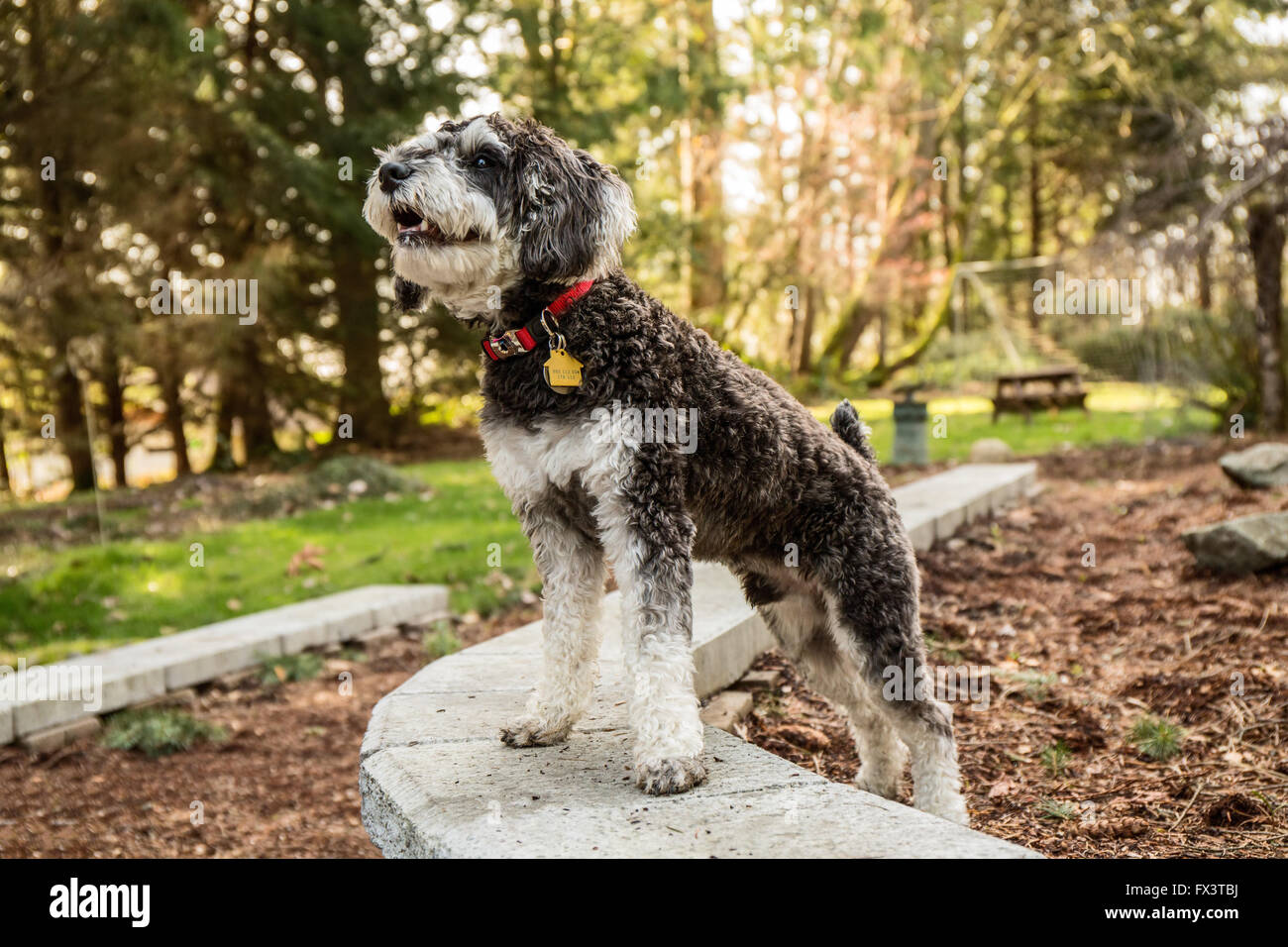 Cucciolo Schnoodle 'Junho' in posa il suo cantiere in Issaquah, Washington, Stati Uniti d'America Foto Stock