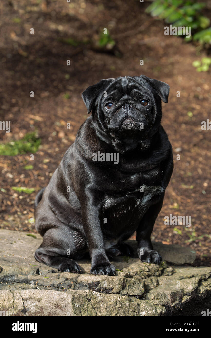 Kirby, un nero Pug a Redmond, Washington, Stati Uniti d'America Foto Stock