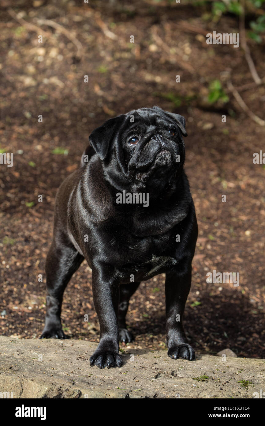 Kirby, un nero Pug, in posa su una roccia nel suo cortile a Redmond, Washington, Stati Uniti d'America Foto Stock