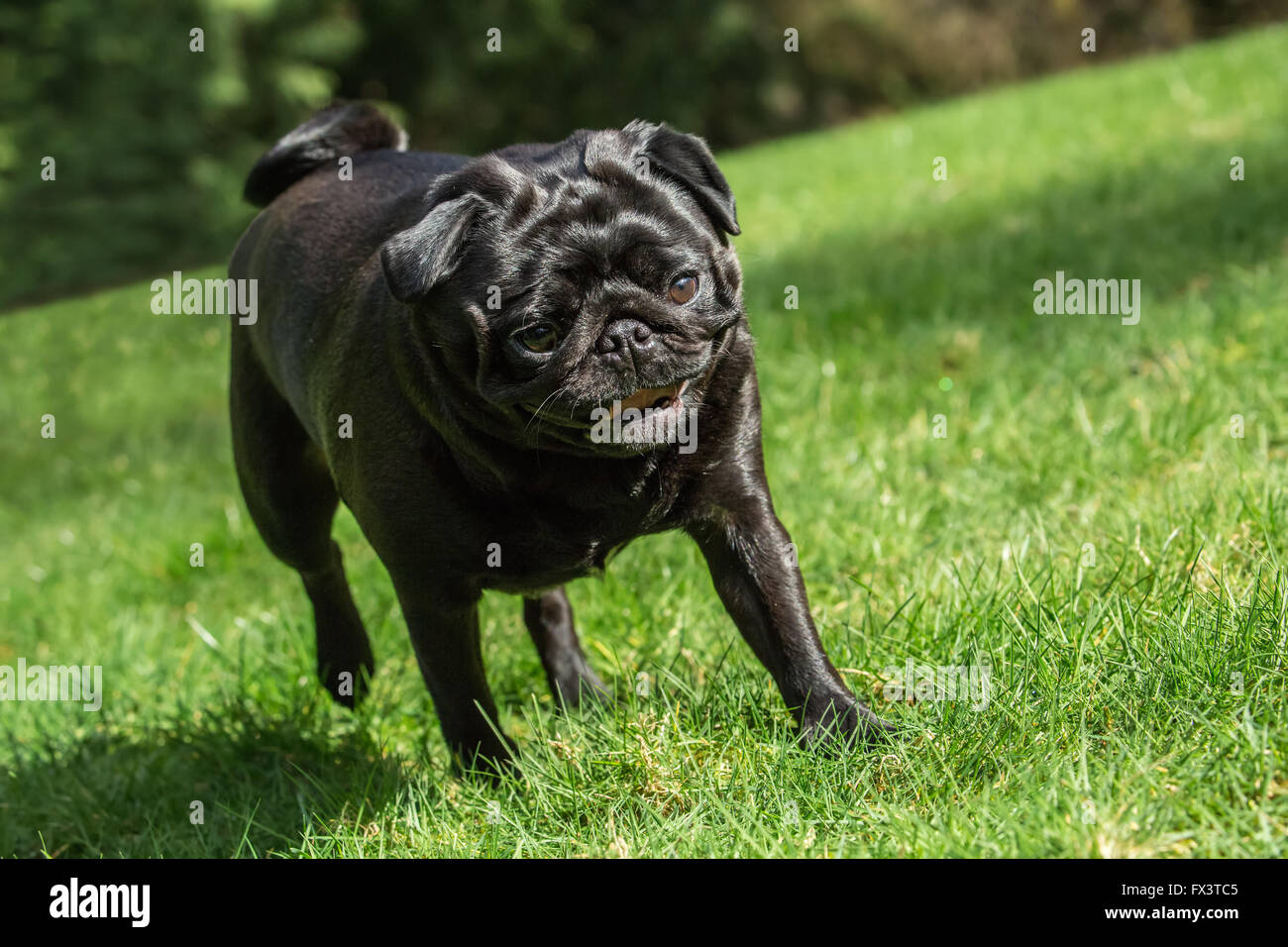Kirby, un nero Pug, passeggiate nel suo cortile a Redmond, Washington, Stati Uniti d'America Foto Stock