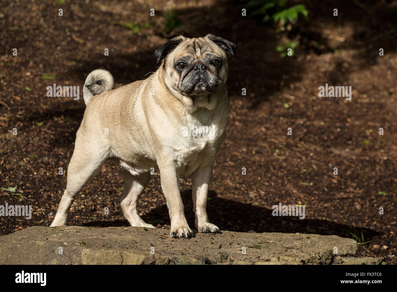 Bernie, un cerbiatto Pug, in posa su una roccia nel suo cortile a Redmond, Washington, Stati Uniti d'America Foto Stock