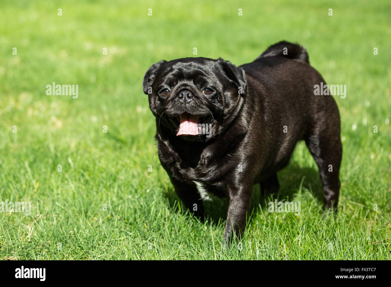 Ollie, un nero Pug, passeggiate nel suo cortile a Redmond, Washington, Stati Uniti d'America Foto Stock