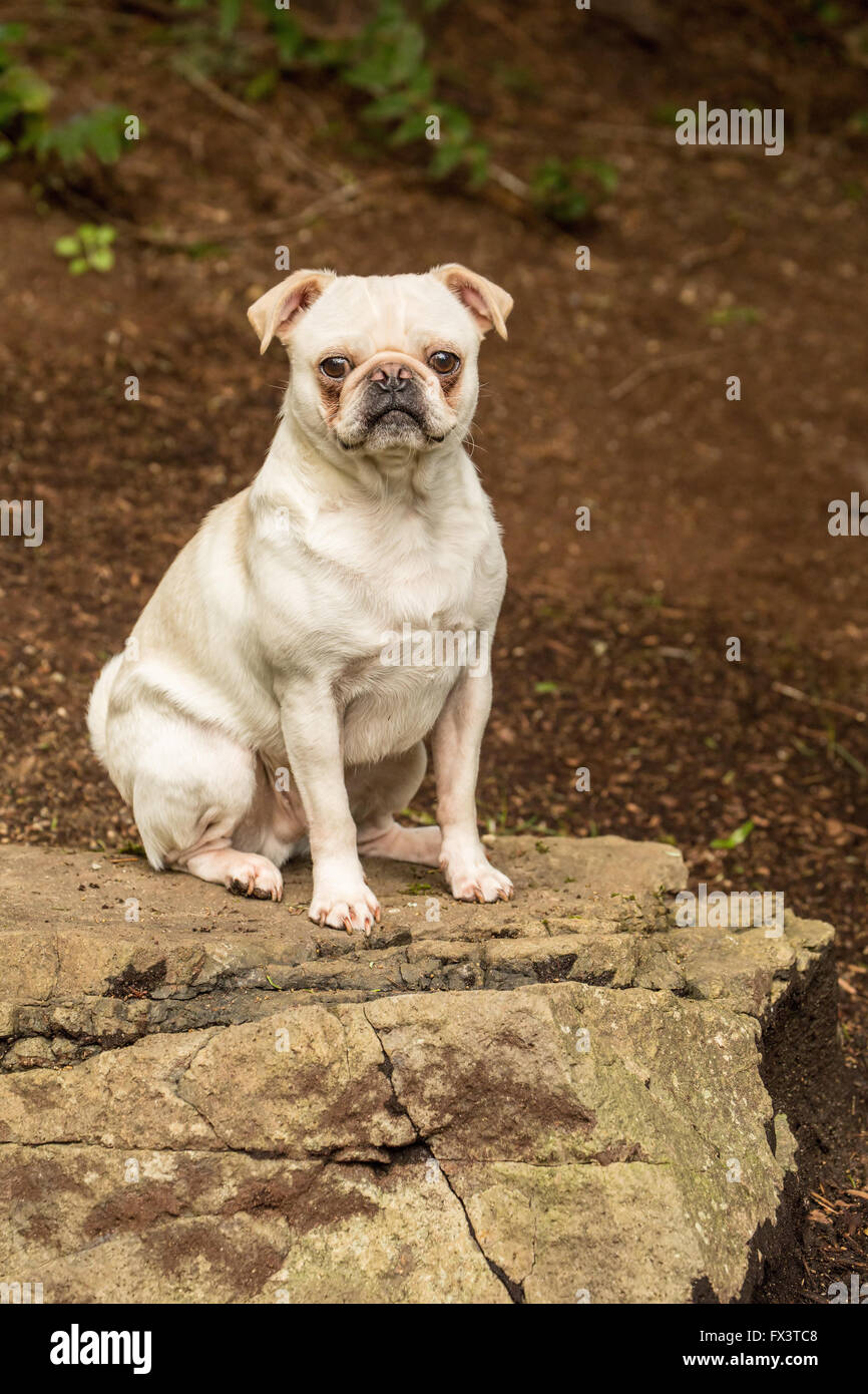 Lewee, un bianco Pug, in posa su una roccia nel suo cortile a Redmond, Washington, Stati Uniti d'America Foto Stock