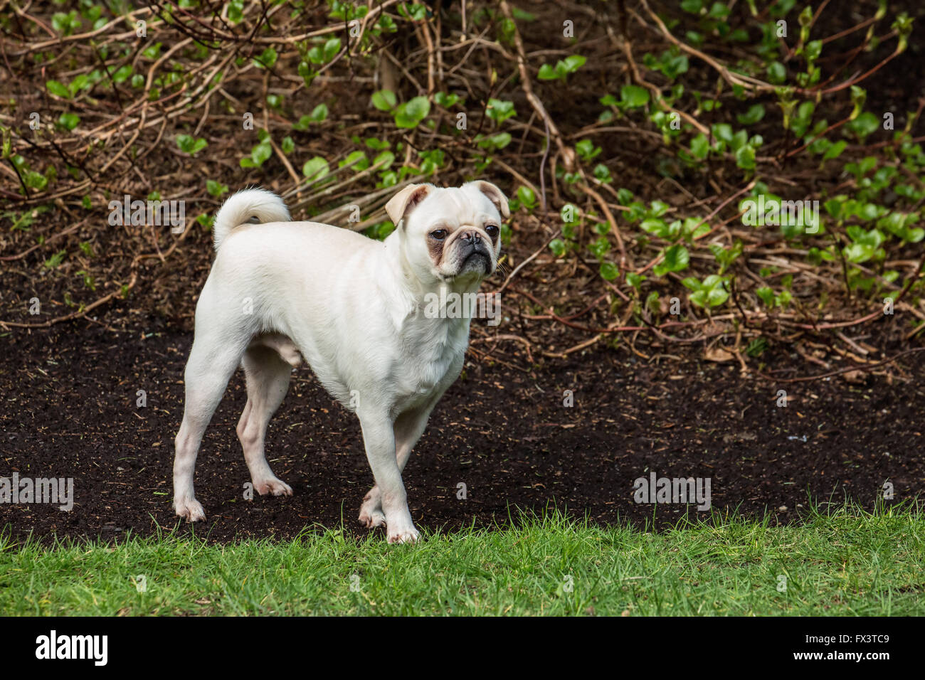 Lewee, un bianco Pug, ponendo nel suo cortile a Redmond, Washington, Stati Uniti d'America Foto Stock