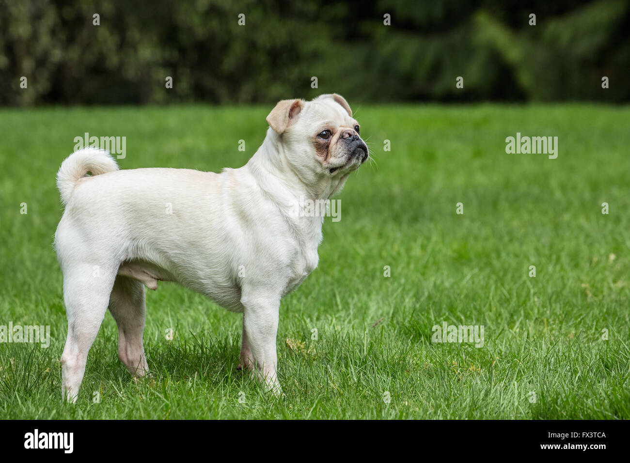 Lewee, un bianco Pug, ponendo nel suo cortile a Redmond, Washington, Stati Uniti d'America Foto Stock