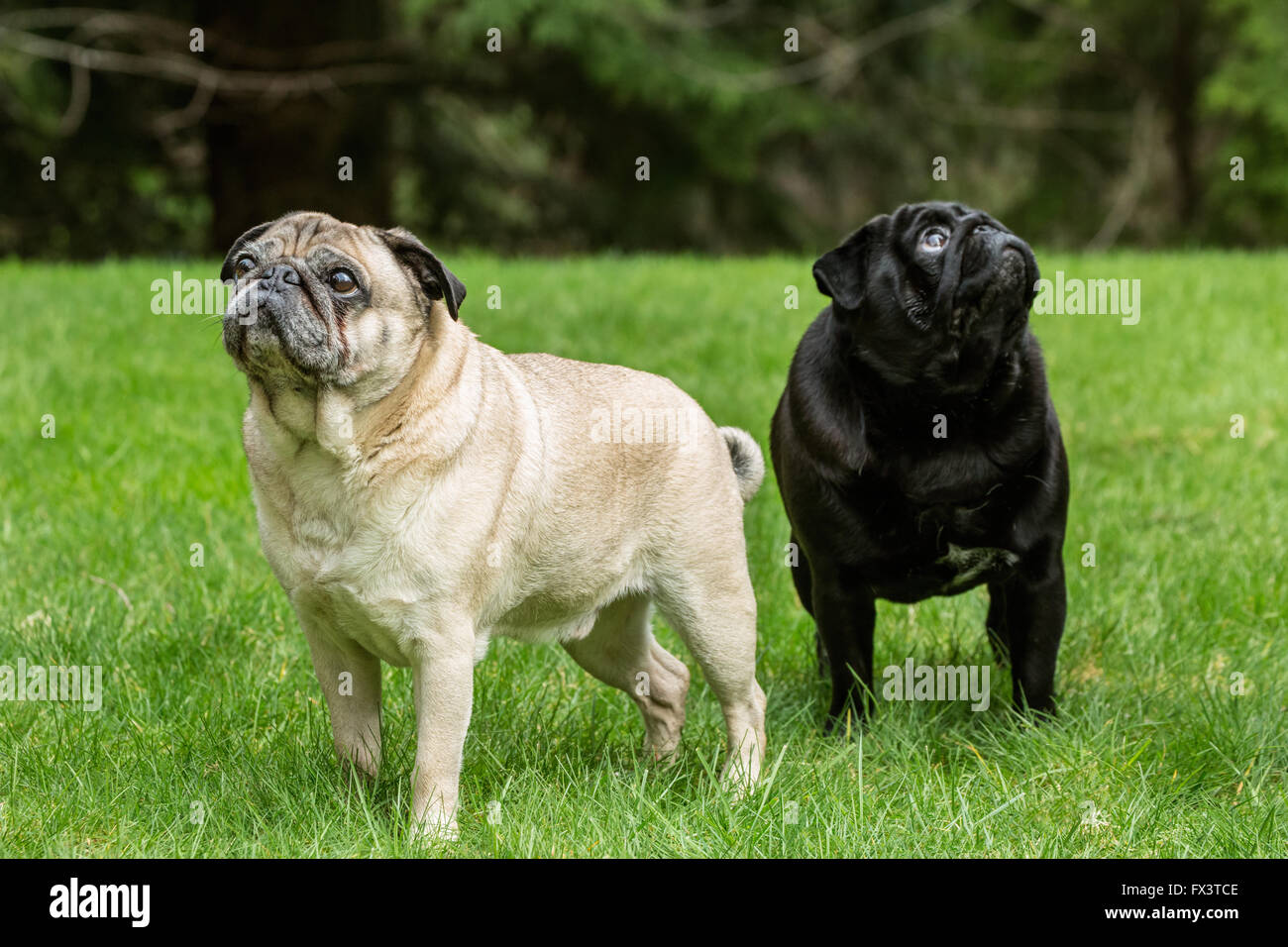 Di colore beige e nero Pugs, Bernie e Ollie, a Redmond, Washington, Stati Uniti d'America Foto Stock