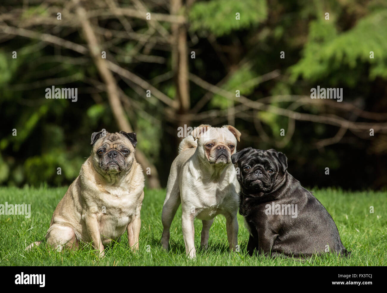 Tre Pugs (fulvo - Bernie, bianco - Lewee e nero - Kirby) a Redmond, Washington, Stati Uniti d'America Foto Stock