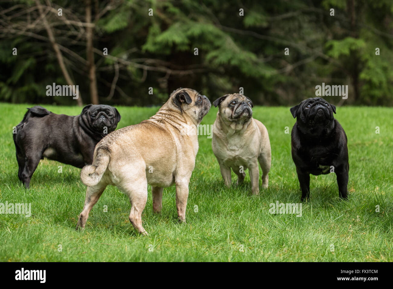 Quattro Pugs (cerbiatti - Bernie & Cabo, neri - Kirby & Ollie) a Redmond, Washington, Stati Uniti d'America Foto Stock