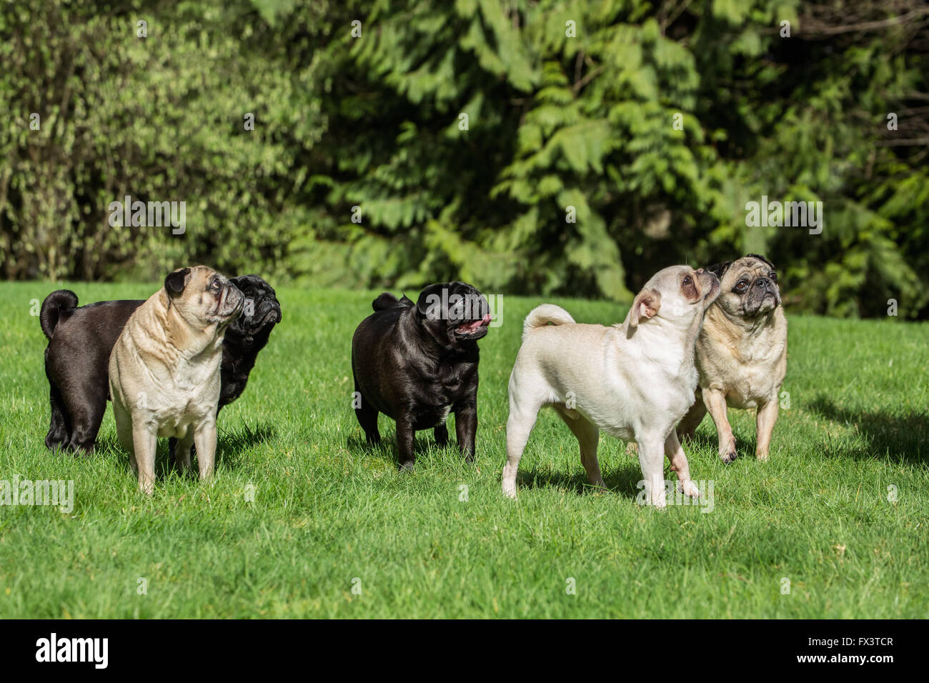 Cinque Pugs (neri - Kirby & Ollie, cerbiatti - Bernie & Cabo, bianco - Lewee) a Redmond, Washington, Stati Uniti d'America Foto Stock