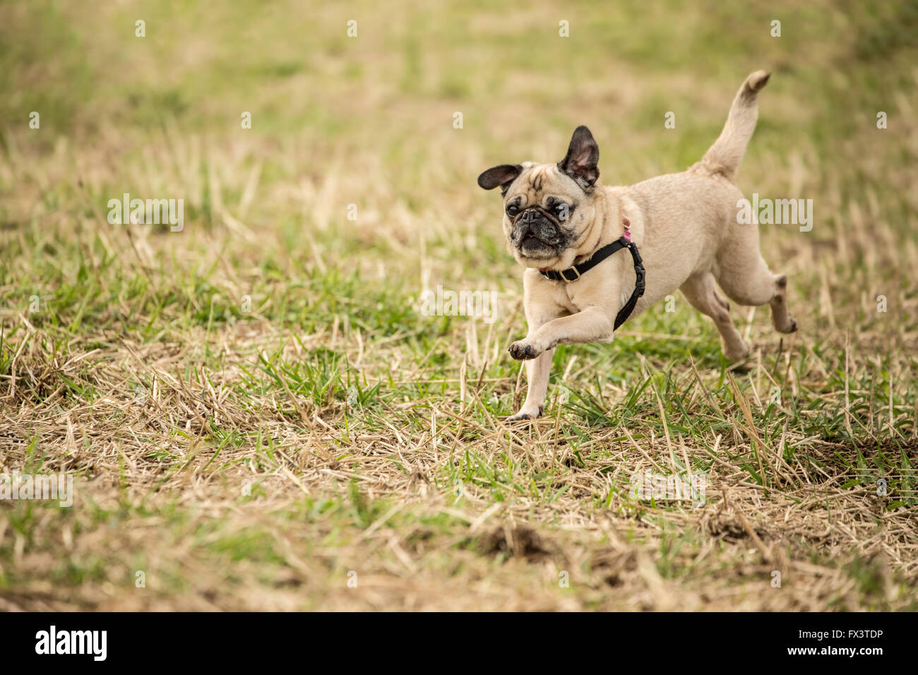 Fawn-colorato Pug, Bella Boo, in esecuzione in un campo nel Parco Marymoor a Redmond, Washington, Stati Uniti d'America Foto Stock