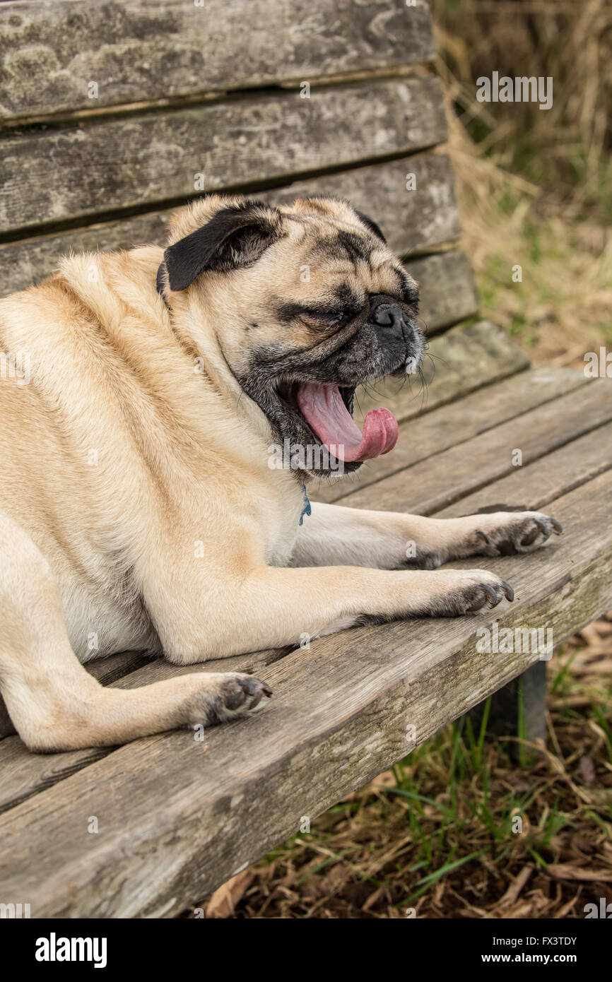 Fawn-colorato Pug, Buddy, poggia su di un legno banco di parco in parco Marymoor a Redmond, Washington, Stati Uniti d'America Foto Stock